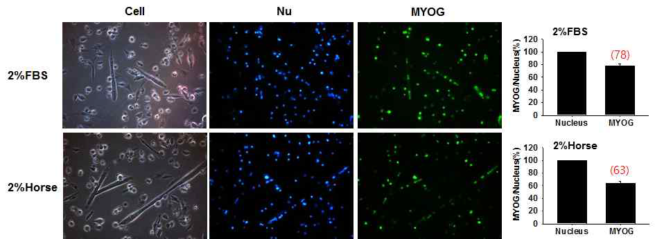 MSC 분화조건 확립. 마우스 MSCs 의 분화조건 확립을 위해 2% Fetal bovine serum (FBS)와 2% horse serum 을 처리하고 3일 동안 배양하였다. 3일 후 근육분화 마커 단백질인 MYOG의 발현을 면역세포분석법으로 확인하였음 (파란색: 핵, 녹색: MYOG)