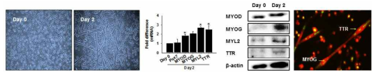 MSC 분화에 따른 근육분화 관련 유전자 및 TTR 유전자의 발현 관찰. 마우스 MSCs에 2%FBS를 처리하고 0일과 2일 동안 세포를 배양한 후 유전자와 단백질의 발현을 real time RT-PCR법, Western blot, 세포면역분석법을 통해 관찰하였음 (붉은색: TTR, 녹색: MYOG)