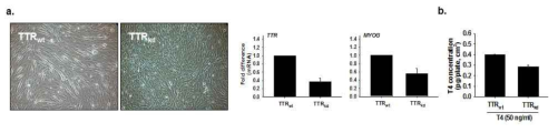 TTR knock-down에 따른 근육분화. TTR knock-down construct를 C2C12 세포에 주입하고 분화배지를 2일 동안 처리하였다. 근관형성 및 TTR, MYOG 유전자의 발현을 real time RT-PCR법을 통해 분석하였음 (그림 a)또한 두 세포 간 T4 농도를 ELISA 법으로 측정하였음 (그림 b). TTRwt: TTR 유전자를 knock-down 하지 않은 세포, TTRkd: TTR 유전자를 knock-down 한 세포