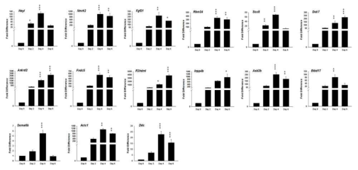 근육세포의 분화에 따라 TTR knock-down 시 감소하는 유전자들의 발현 관찰. TTR mRNA의 knock-down에 따라 발현이 감소하는 유전자 15종을 분화 시간 (분화배지처리 0, 2, 4, 6일)에 따른 발현 양상을 real time RT-PCR 을 통해 관찰하였음 (분화처리 0일의 발현 값은 1로 두고 나머지 시간대의 상댓값을 계산함)