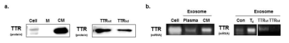 세포배양 액 내 TTR 단백질 검출 및 엑소좀 내 TTR mRNA 검출. 세포 내에서 합성된 TTR mRNA 및 단백질의 이동경로 확인을 위해 C2C12세포에 무혈청배지 (혈청을 제거한 배지)를 2일 동안 처리하고, 세포배양액에서 전체 단백질을 추출 한 후 Western blot법을 통해 TTR 단백질을 검출하였음 (그림 a). 또한 동일한 조건에서 배양한 배지에서 엑소좀 RNA를 추출한 후 TTR mRNA 여부를 PCR법을 통해 확인하였음 (그림 b). M: 일반배지, CM: 세포를 배양한 배지, TTRwt: TTR 유전자를 knock-down 하지 않은 세포, TTRkd: TTR 유전자를 knock-down 한 세포