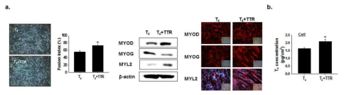 TTR 단백질 처리에 따른 근육분화 및 갑상선 호르몬 농도 관찰. C2C12 세포에 분화배지를 처리하고 TTR 단백질과 T4 호르몬을 2일 동안 처리하였음. 처리 후 근관형성과 관련 단백질의 발현을 관찰하고 (그림 a), 갑상선 호르몬 (T4)의 농도를 측정하였음