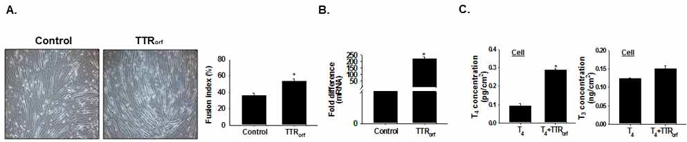 TTR 과발현 벡터의 주입에 따른 세포의 분화 및 호르몬 농도 변화. TTR 과발현 벡터를 C2C12에 주입한 후 분화처리를 진행하고 근관, 유전자발현, T4/T3 농도를 관찰하였음. A. 근관형성, B. Real time RT-PCR 분석을 통한 TTR 유전자의 발현, C. ELISA 분석법으로 T4/T3 호르몬 농도 측정 (Control은 아무것도 주입하지 않은 세포를 나타내며, TTRorf는 TTR 과발현 벡터를 주입한 세포를 나타냄, control의 값을 1로 두고 나머지 상대값을 구함)