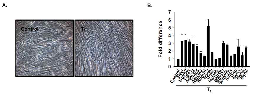 T4 처리에 따른 유전자 발현. T4 처리에 따른 관련 유전자의 발현을 관찰하기 위해 C2C12 세포에 분화처리와 동시에 T4를 2일 동안 처리한 후 real time RT-PCR을 통해 유전자의 발현을 관찰함 (Control: 아무것도 처리하지 않은 세포, control의 값을 1로 두고 나머지 상대값을 구함)
