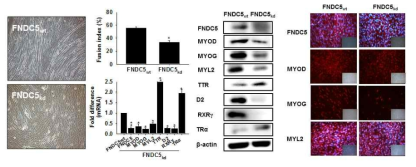 FNDC5 유전자의 발현 억제에 따른 근육세포의 분화. 근육세포의 분화에 따른 FNDC5유전자의 기능분석을 위해 knockdown을 유도를 위해 FNDC5 knockdown construct를 C2C12 세포에 주입한 후 2일 동안 분화처리를 하여 세포의 근관형성, 유전자, 단백질 발현을 real time RT-PCR, Western blot 및 형광면역염색법(immunocytochemistry)으로 관찰함 (FNDC5wt는 아무것도 처리하지 않은 세포를 나타내며, 이 값을 1로 두고 나머지 상대값을 계산함)