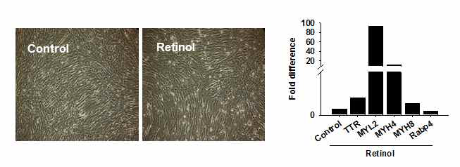 레티놀 처리에 따른 근육세포의 분화 및 유전자 발현. C2C12 세포에 분화처리와 동시에 레티놀을 처리하고 세포의 근관형성 및 관련 유전자의 발현을 real time RT-PCR법을 분석하였음 (Control은 아무것도 처리하지 않은 세포를 나타내며, control의 값은 1로 두고 retinol을 처리한 값을 계산하였음)
