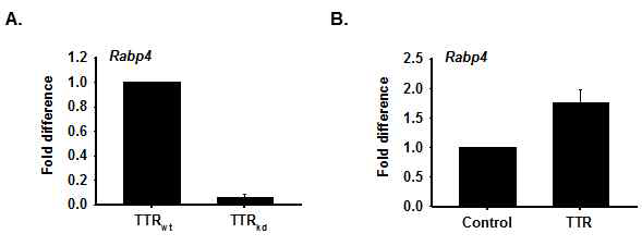 TTR knockdown또는 TTR 단백질 처리에 따른 Rabp4 유전자의 발현. A. TTR knockdown construct를 C2C12 세포에 주입한 후 2일 동안 분화처리를 한 세포에서 Rabp4 유전자의 발현을 real time RT-PCR법을 통해 관찰하였음. B. TTR 단백질을 2일 동안 처리한 후 Rabp4 유전자의 발현을 real time RT-PCR법을 통해 관찰하였음 (TTRwt 또는 control은 아무것도 처리하지 않은 세포를 나타내며, 이 값을 1로 두고 나머지 상대값을 계산함)