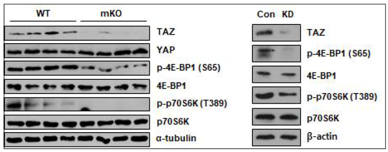 TAZ knockout 생쥐 및 knockdown C2C12에서 감소된 단백질 번역 신호