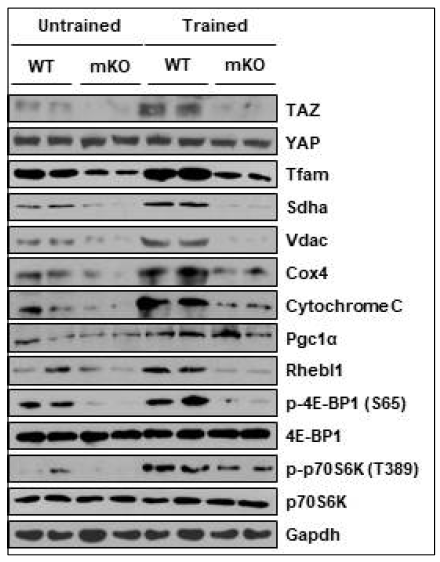 TAZ knockout 생쥐에서 감소된 운동후 미토콘드리아 마커 유전자 발현 및 단백질 번역 인자 활성