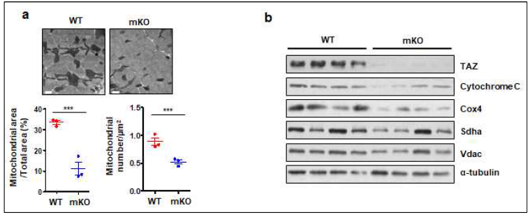 근육 특이적 TAZ knockout 마우스에서 감소된 미토콘드리아 수 및 단백질 발현