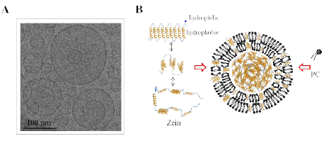 하이브리드 입자의 대표적 CryoTEM 이미지와 예상 구조 모식도