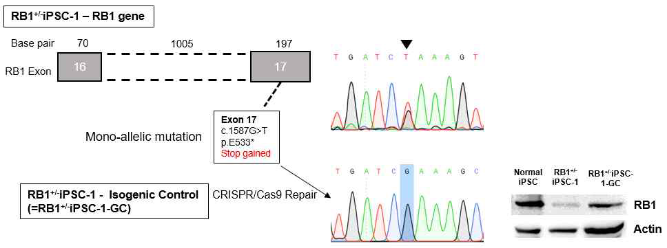 RB1+/-iPSC-1 cell에서 RB1 의 유전자 교정을 통해, Sequence 가 원하는 대로 교정되었음과 RB1 발현이 정사화 됨을 확인 (unpublished data)