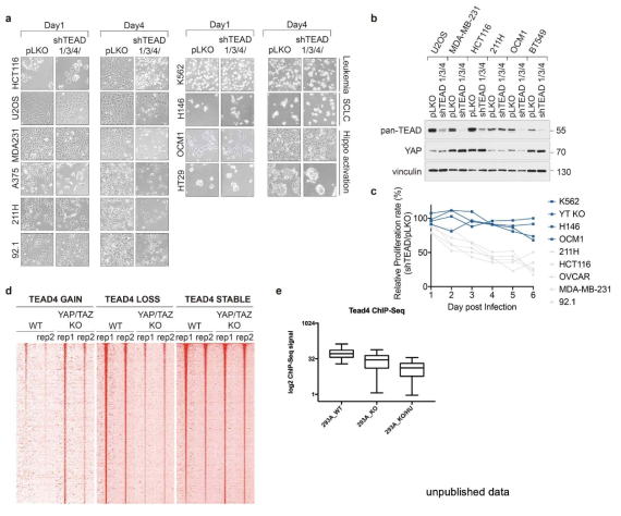 Noncanonical role of TEAD in the nucleoplasm is independent of the Hippo pathway