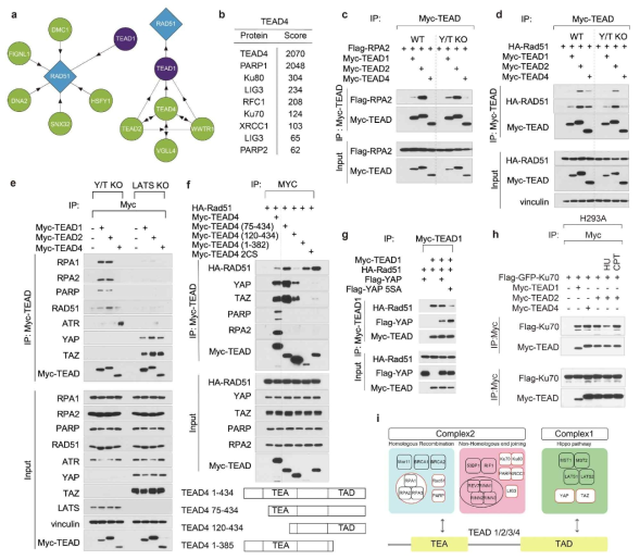 The role of TEAD complex2 in DNA damage repair