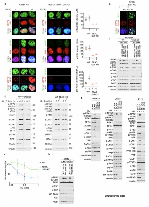 TEAD complex2 confer tumor suppressive function by promoting NHEJ repair