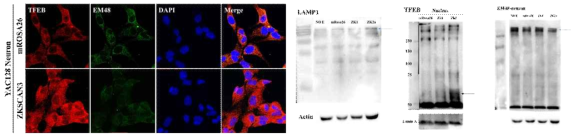 형광면역염색법과 western blot을 이용하여 라이소좀 (LAMP1, TFEB)과 mutant huntingtin protein (EM48)의 발현양 확인