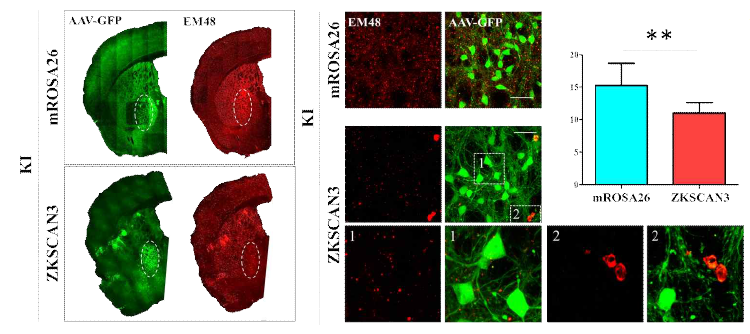 형광면역염색법을 이용하여 AAV-GFP positive cell들에서의 EM48 발현양 확인