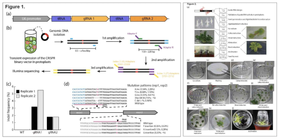 야생담배 유전자 교정 플랫폼 구축 (Kang et al. 2020)