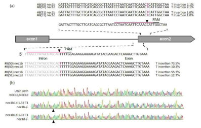 NECTARIN1b, NECTARIN1d Knock-out T1 plant