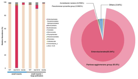 종(species) 수준에서의 microbial identity 분석 Enterobacterale order의 Pantoea agglomerans group 미생물이 NEC1b/1d 돌연변이 개체의 꿀에 다량 존재하였다