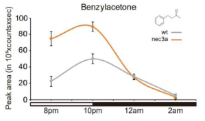 야생형과 NEC3a 형질전환체에서의 Benzylacetone 발향정도의 시간적, 양적 변화