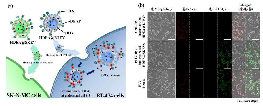 (a) 엑소좀 칵테일을 활용한 암 치료. (b) Ce6로 표지된 HDEA@BTEVs와 FITC 염료가 들어가 HDEZ@SKEVs, 또한 각 엑소좀을 50:50 무게비 %(equivalent to EVs of 30 μg-/mL)로 엑소좀 칵테일(EV blends)을 처리한 BT-474 암세포(왼쪽)와 SK-N-MC) 암세포(오른쪽)의 공초점 이미지