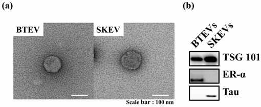 (a) BTEV(BT-474 유래 엑소좀)와 SKEV(SK-N-MC 유래 엑소좀) 의 TEM이미지. (b) BTEVs와 SKEWs에서 TSG 101(tumor susceptibility gene 101)와 ER-a(estrogen receptor alpha), Tau(tau protein)의 western blot 분석. 이때, EVs의 고유 단백질 발현 특성을 확인하기 위해서 rabbit monoclonal anti-TSG101 antibody, rabbit monoclonal anti-ER-a antibody, rabbit monoclonal anti-Tau antibody, goat anti-rabbit IgG H&L secondary antibody를 primary 항체 또는 secondary 항체로 이용함