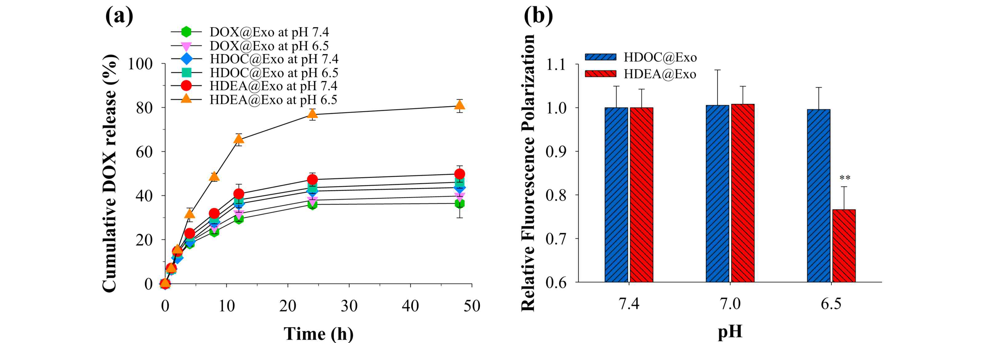 (a) pH 7.4와 6.5에서 엑소좀 제형의 DOX 방출 동향(n=3). (b) 서로 다른 pH 조건 (pH 7.4-6.5)에서 형광 Ce6로 표지된 엑소좀 제형의 상대적 형광 편광 값(n=3)