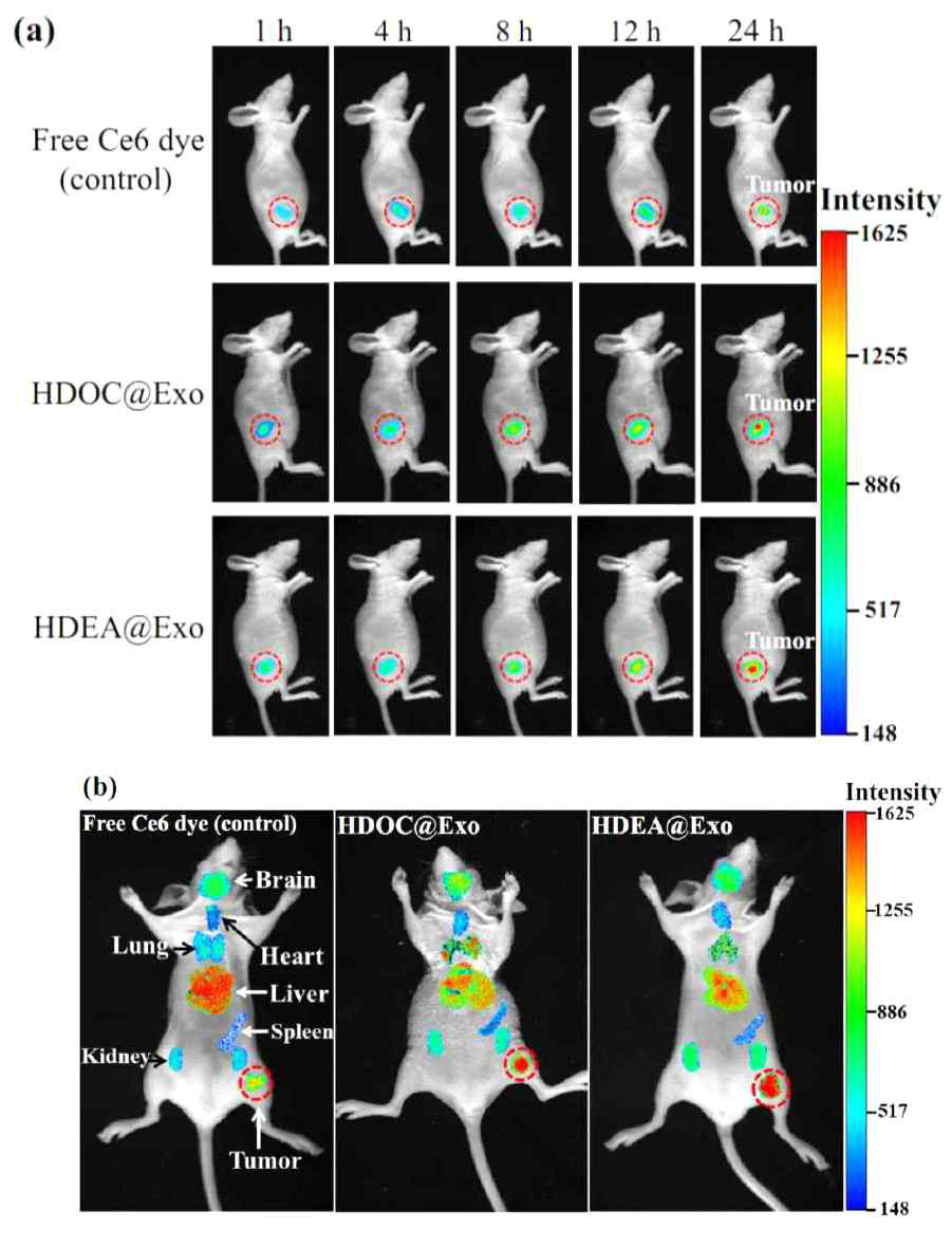 (a) HCT-116 암세포가 이식된 누드마우스에 정맥 주사된 엑소 좀 제형의 비침습적 형광 이미지. 형광 이미지는 주사 후 1시간, 4시간, 8시간, 12시간, 24시간 이후에 확인함. (b) 정맥 주사 후 24시간 경과시 적출한 각 장기에서 나타난 각 샘플의 형광이미지