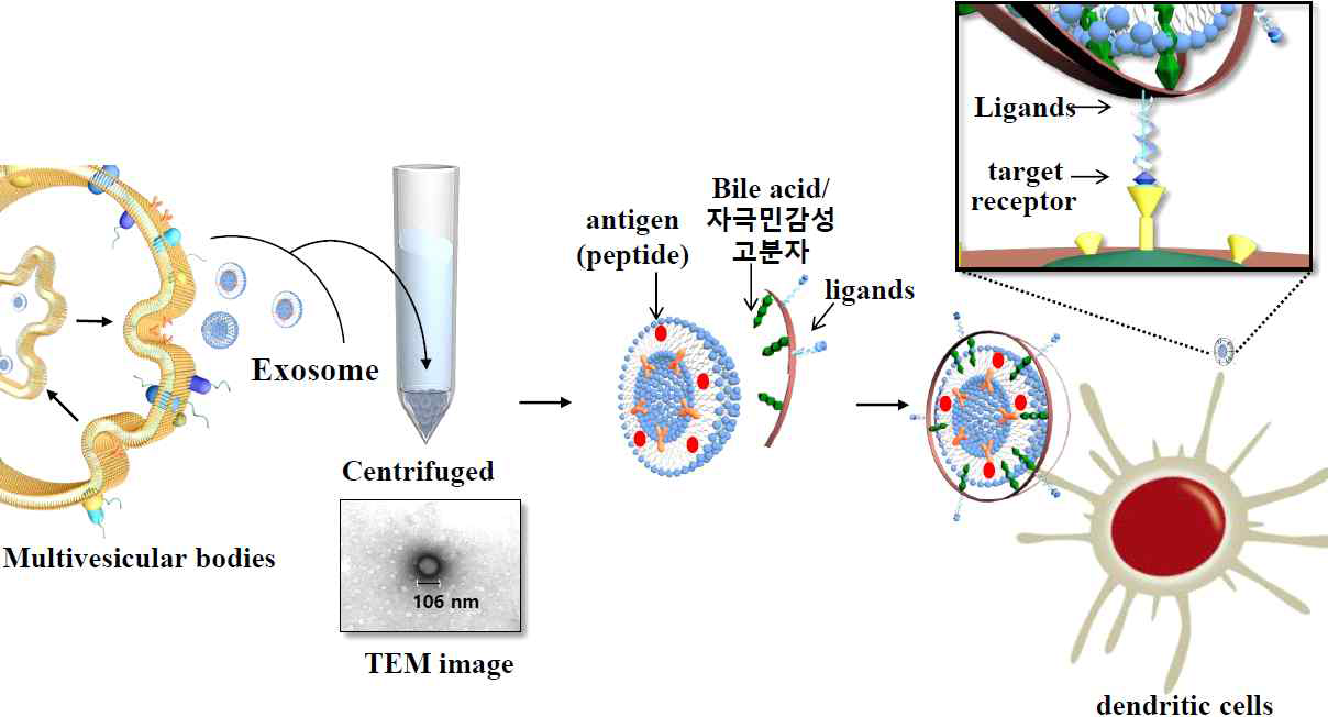 서로 다른 암세포 유래 엑소좀들을 이용하여 각 엑소좀에 antigen, ligand, 분자 소재 등을 encoding하여 항암 백신을 제조함