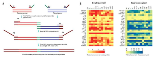선형 유전자를 이용한 fusion 파트너와 목표유전자의 조합 모식도 (A) 및 fusion partner에 따른 목적단백질의 발현량 및 용해도 관찰
