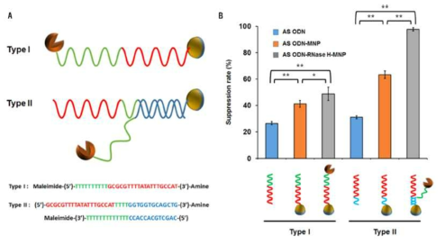 ASODN-RNaseH가 동소고정된 나노구조체를 이용한 목표유전자의 단백질 발현 조절