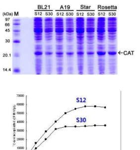 세포파쇄액을 이용한 모델 단백질 (CAT)의 단백질 합성