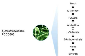 Synechocystis sp. PCC6803의 phycocyanobilin 합성경로