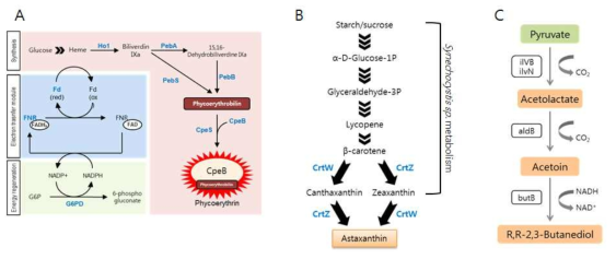 목적 산물 합성을 위해 재설계된 합성경로 흐름도 (A) Phycoerythrin 합성을 위한 경로 (B) Astaxanthin 합성을 위한 경로 (C) 2,3,-BD 합성을 위한 경로