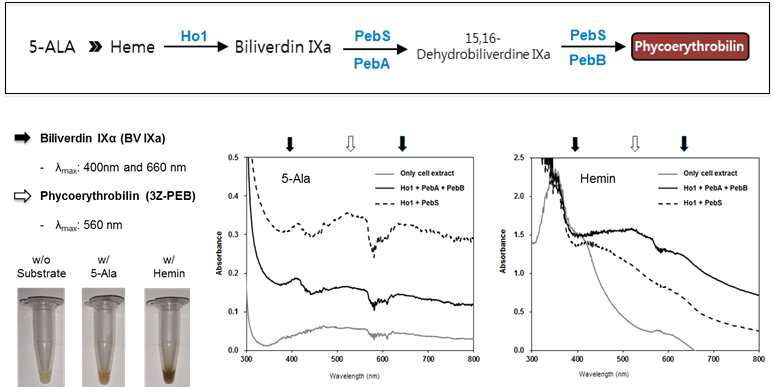 대장균 기반 무세포 단백질 합성 시스템을 이용한 해당 효소의 합성. (A) 무세포 발현된 효소 확인을 위한 SDS-PAGE (B) 방사선 동위원소 표지된 leucine을 이용한 발현량 및 가용성 확인