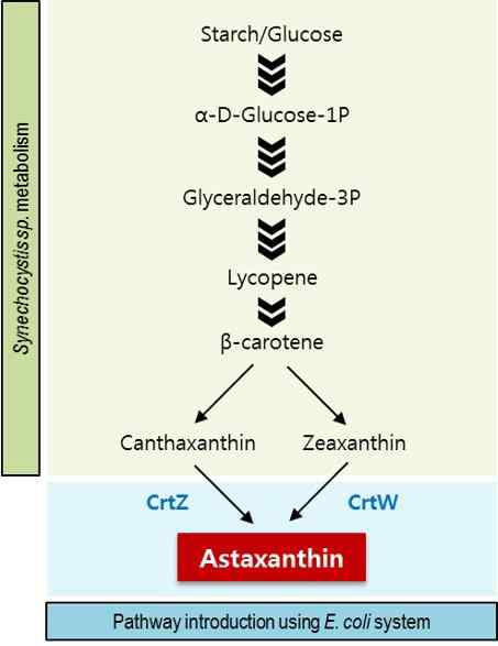 Astaxanthin 합성 경로