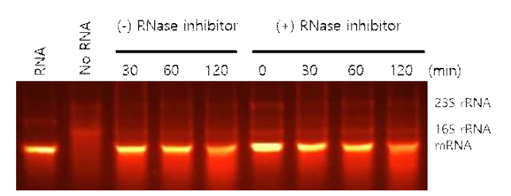 Synechocystis sp. PCC 6803 세포파쇄액에 의한 mRNA의 분해