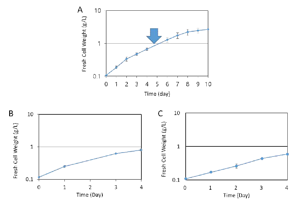 Synechocystis sp. PCC 6803 배양곡선 (A) Synechocystis sp. PCC 6803의 배양 곡선 및 exponential phase harvest 시점 (B) Flask 배양곡선 (C) Fermentation 배양곡선