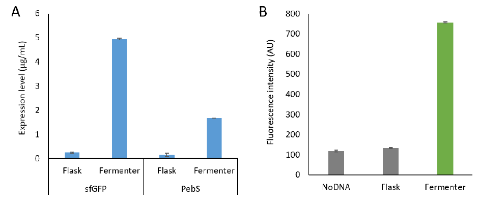 배양방법의 차이에 따른 발현량 비교 (A) 방사선 동위원소 표지된 leucine을 이용한 sfGFP와 PebS의 발현량 (B) sfGFP의 형광값