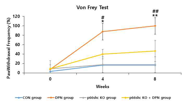대조군, DPN, p66shc KO, p66shc KO+DPN 실험군 간의 통증 변화 비교