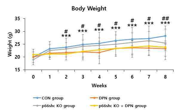 대조군, DPN, p66shc KO, p66shc KO+DPN 실험군 간의 체중 변화 비교