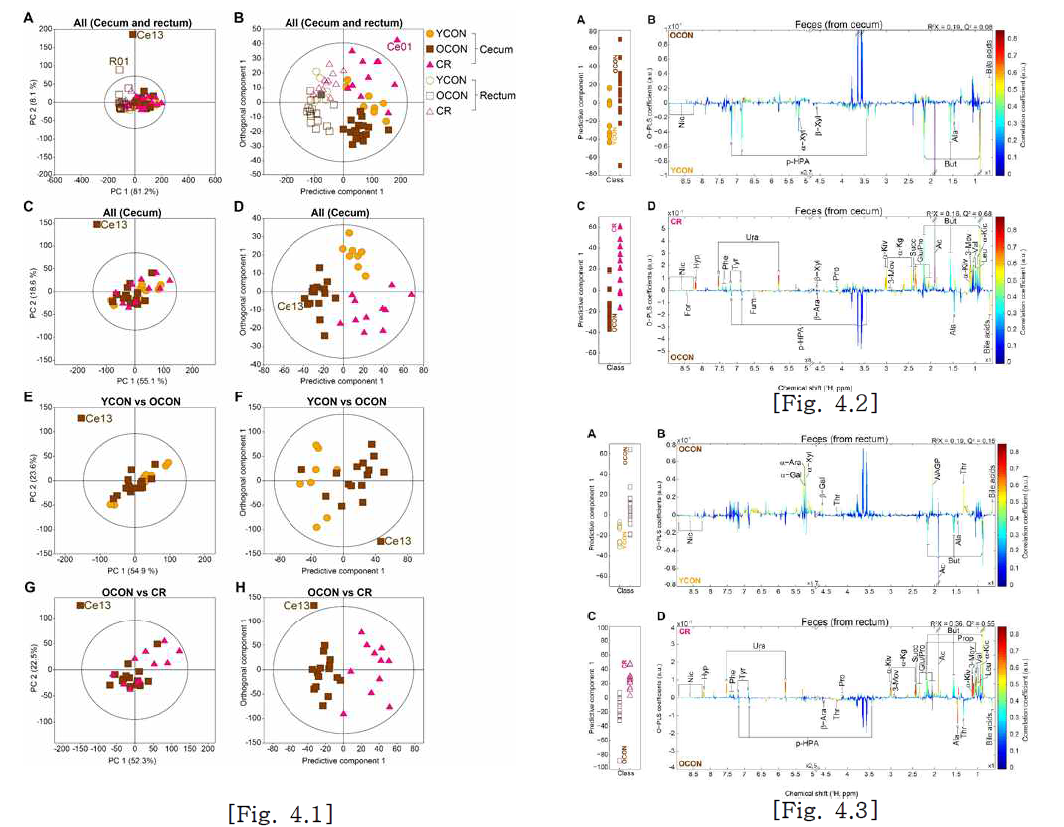 Pattern recognition analysis of fecal metabolome in cecum and rectum from young (YCON) and old (OCON) mouse, and during calorie restriction (CR) in old mouse (Fig. 4.1). Fig. 4.2 represents identification of metabolites that were different in cecum feces between young and old mouse, and that were perturbed during CR in cecmu feces of old mouse. Fig. 4.3. represents identification of metabolites that were different in rectum feces between young and old mouse, and that were perturbed during CR in rectum feces of old mouse. Ac, acetate; Ala, alanine; α -Ara, α-arabinose; β-Ara, β-arabinose; But, butyrate; For, formate; Fum, fumarate; α-Gal, α-galactose; β-Gal, β-galactose; Gl, glycerol; α-Glc, α-glucose; β-Glc, β-glucose; p-HAP, p-hydroxyphenylacetate; Hyp, hypoxanthine; Ile, isoleucine; α-Kcp, α -ketocarproate; α-Kg, α-ketoglutarate; α-Kiv, α-ketoisovalerate; Leu, leucine; 3-Mov, 3-methyl-2-oxovalerate; NAGP, N-acetyl-glycoproteins; Nic, nicotinate; Phe, phenylalanine; Prop, propionate; Succ, succinate; Thr, threonine; Trp, tryptophan; Tyr, tyrosine; Ura, uracil; Val, valine; α-Xyl, α-xylose; β-Xyl, β-xylose