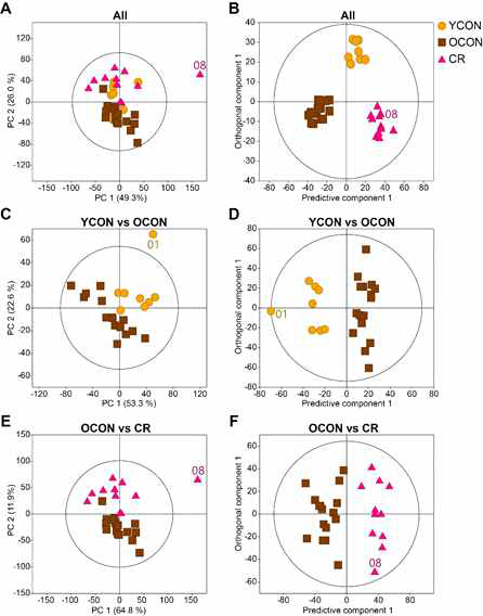 PCA (A, C and E) and OPLS-DA (B, D and F) score plots derived from the 1H NMR spectra of plasma from young (YCON, 5-month-old, n=8), old (OCON, 21-month-old, n=15) and calorie-restricted (CR, 21-month-old, n=10, for 5 weeks with 40% CR) mouse groups