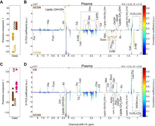 The OPLS-DA score (A and C) and loading (B and D) plots of plasma extracts collected from young (YCON, 5-month-old, n=8)) and old (OCON, 21-month-old, n=15) mouse. Calorie restriction (CR) was given to old mouse (21-month-old, n=10) with 40% for 5 weeks. Metabolites: 3-HB, 3-Hydroxybutyrate; Ac, acetate; Ala, alanine; All, allantoin; Bet, betaine; Cit, citrate; Crt, creatinine; Fum, fumarate; Gly, glycerol; Gln, glutamine; Ile, isoleucine; Lac, lactate; LDL/VLDL, low-density lipoprotein/very-low-density lipoprotein; Leu, leucine; Suc, succinate; NAGP, N-acetyl-glycoproteins; OGAP, O-acetyl-glycoproteins; Thr, threonine; Ure, urea; Val, valine