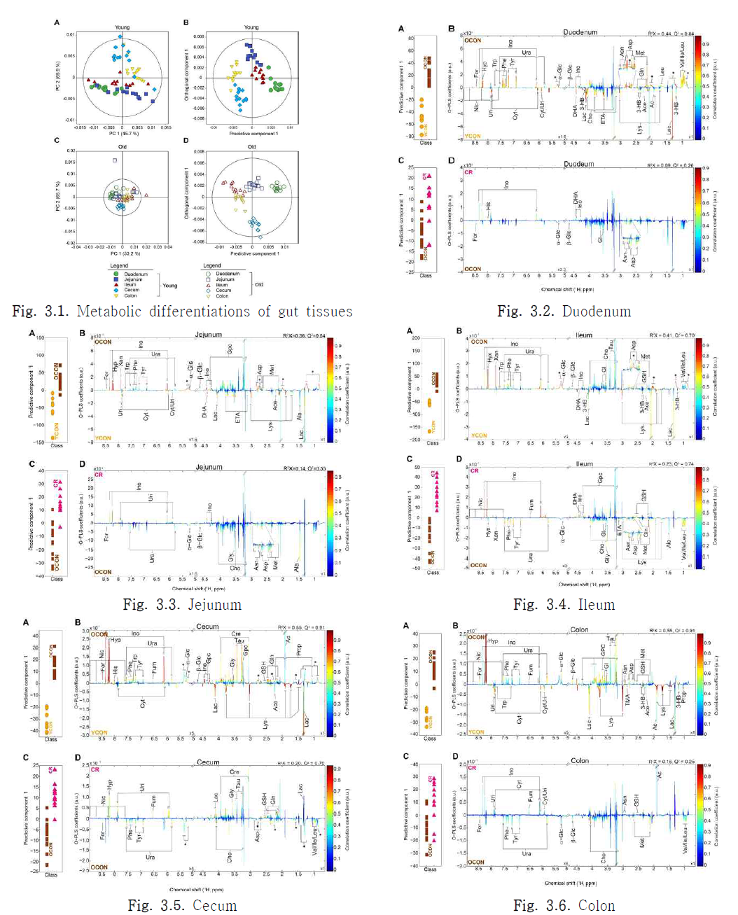 Metabolic differentiations of various gut tissues in young and old mouse (Fig. 3.1) and identifications of metabolites perturbed in duodenum, jejunum, ileum, cecum and colon tissues accroding to age and calorie restriction in old mouse (Fig. 3.2 – 3.6). Metabolites: 3-HB, 3-Hydroxybutyrate; Ac, acetate; Ace, acetone; Ala, alanine; Asn, asparagine; Asp, aspartate; Cho, choline; Cre, creatine; Cyt, cytidine; DHA, dihydroxyacetone; For, formate; Fum, fumarate; Gl, glycerol; Gly, glycine; alpha-Glc, alpha-glucose; beta-Glc, beta-glucose; Gln, glutamine; His, histidine; Hyx, hypoxanthine; Ile, isoleucine; Lac, lactate; Leu, leucine; Lys, lysine; Met, methionine; Nic, nicotinate; Phe, phenylalanine; Tau, taurine; Trp, tryptophan; Tyr, tyrosine; Ura, uracil; Uri, uridine; Val, valine