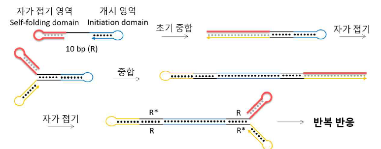 자가 증폭 원리