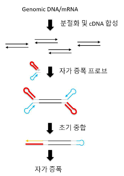 핵산 시료에 대한 자가 증폭