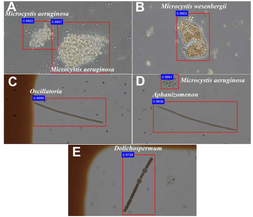 모델 학습결과. A: Microcystis aeruginosa; B: Microcystis wesenbergii; C: Oscillatoria; D: Aphanizomenon; E: Dolichospermum)