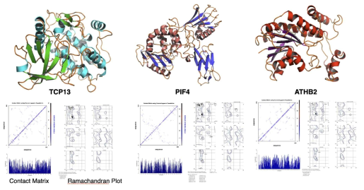 Deep learning에 의한 TCP13, PIF4, ATHB2 단백질 구조